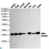 GRB2 Antibody - Western blot detection of GRB2 in K562, Raji, Jurkat, Ramos, C6, 3T3 and Hela cell lysates using GRB2 mouse mAb (1:1000 diluted). Predicted band size: 25KDa. Observed band size: 25KDa.