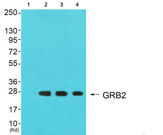 GRB2 Antibody - Western blot analysis of extracts from Jurkat cells, COS7 cells and 293 cells, using GRB2 antibody.