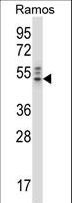 GRB4 / NCK2 Antibody - NCK2 Antibody western blot of Ramos cell line lysates (35 ug/lane). The NCK2 antibody detected the NCK2 protein (arrow).