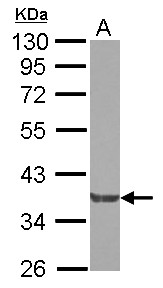 GRB4 / NCK2 Antibody - Sample (30 ug of whole cell lysate) A: A549 7.5% SDS PAGE NCK2 antibody diluted at 1:10000