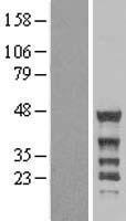 GRB4 / NCK2 Protein - Western validation with an anti-DDK antibody * L: Control HEK293 lysate R: Over-expression lysate