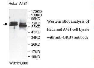 GRB7 Antibody