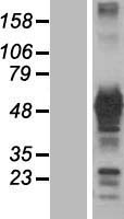 GRB7 Protein - Western validation with an anti-DDK antibody * L: Control HEK293 lysate R: Over-expression lysate