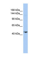 GREB1 Antibody - GREB1 antibody Western blot of MCF7 cell lysate. This image was taken for the unconjugated form of this product. Other forms have not been tested.