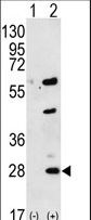 GREM1 / Gremlin-1 Antibody - Western blot of GREM1 (arrow) using rabbit polyclonal GREM1 Antibody. 293 cell lysates (2 ug/lane) either nontransfected (Lane 1) or transiently transfected (Lane 2) with the GREM1 gene.