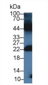 GREM1 / Gremlin-1 Antibody - Western Blot; Sample: Mouse Testis lysate; Primary Ab: 3µg/ml Rabbit Anti-Gallus GREM1 Antibody Second Ab: 0.2µg/mL HRP-Linked Caprine Anti-Rabbit IgG Polyclonal Antibody