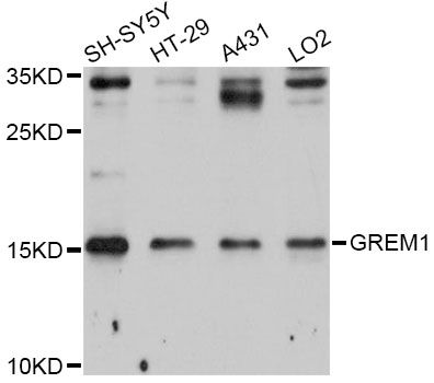 GREM1 / Gremlin-1 Antibody - Western blot analysis of extracts of various cell lines, using GREM1 Antibody at 1:1000 dilution. The secondary antibody used was an HRP Goat Anti-Rabbit IgG (H+L) at 1:10000 dilution. Lysates were loaded 25ug per lane and 3% nonfat dry milk in TBST was used for blocking. An ECL Kit was used for detection and the exposure time was 20s.