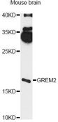 GREM2 / Gremlin 2 Antibody - Western blot analysis of extracts of mouse brain, using GREM2 antibody at 1:3000 dilution. The secondary antibody used was an HRP Goat Anti-Rabbit IgG (H+L) at 1:10000 dilution. Lysates were loaded 25ug per lane and 3% nonfat dry milk in TBST was used for blocking. An ECL Kit was used for detection and the exposure time was 90s.