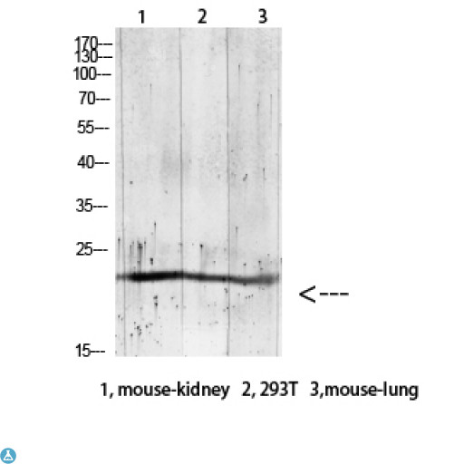 GREM2 / Gremlin 2 Antibody - Western blot analysis of mouse kidney, 293T mouse lung lysate, antibody was diluted at 1000. Secondary antibody was diluted at 1:20000.