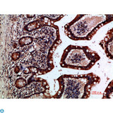 GREM2 / Gremlin 2 Antibody - Immunohistochemical analysis of paraffin-embedded human-small-intestine, antibody was diluted at 1:200.