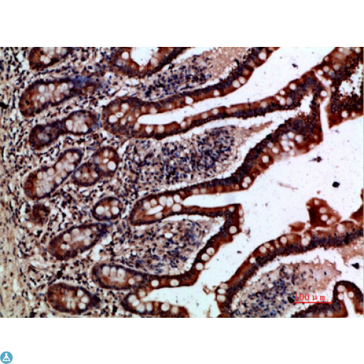 GREM2 / Gremlin 2 Antibody - Immunohistochemical analysis of paraffin-embedded human-small-intestine, antibody was diluted at 1:200.