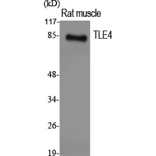 GRG4 / TLE4 Antibody - Western blot of TLE4 antibody