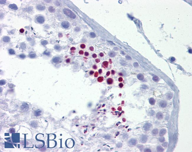 GRG4 / TLE4 Antibody - Anti-TLE4 antibody IHC of human testis. Immunohistochemistry of formalin-fixed, paraffin-embedded tissue after heat-induced antigen retrieval. Antibody concentration 5 ug/ml.  This image was taken for the unconjugated form of this product. Other forms have not been tested.