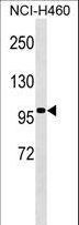GRG4 / TLE4 Antibody - TLE4 Antibody western blot of NCI-H460 cell line lysates (35 ug/lane). The TLE4 antibody detected the TLE4 protein (arrow).