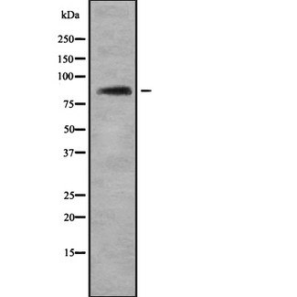 GRG4 / TLE4 Antibody - Western blot analysis of TLE4 using Jurkat whole cells lysates