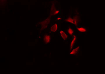 GRG4 / TLE4 Antibody - Staining HeLa cells by IF/ICC. The samples were fixed with PFA and permeabilized in 0.1% Triton X-100, then blocked in 10% serum for 45 min at 25°C. The primary antibody was diluted at 1:200 and incubated with the sample for 1 hour at 37°C. An Alexa Fluor 594 conjugated goat anti-rabbit IgG (H+L) Ab, diluted at 1/600, was used as the secondary antibody.