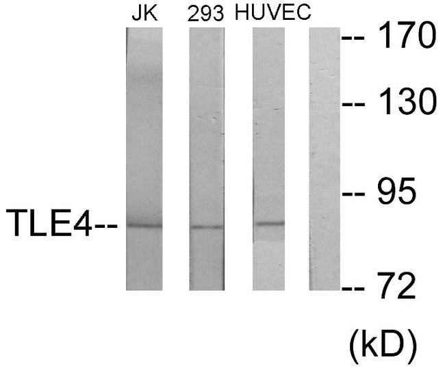 GRG4 / TLE4 Antibody - Western blot analysis of extracts from Jurkat cells, 293 cells and HuvEc cells, using TLE4 antibody.