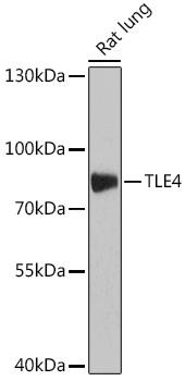 GRG4 / TLE4 Antibody - Western blot analysis of extracts of Rat lung using TLE4 Polyclonal Antibody at dilution of 1:1000.