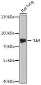 GRG4 / TLE4 Antibody - Western blot analysis of extracts of Rat lung using TLE4 Polyclonal Antibody at dilution of 1:1000.