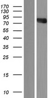 GRG4 / TLE4 Protein - Western validation with an anti-DDK antibody * L: Control HEK293 lysate R: Over-expression lysate