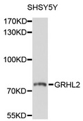GRHL2 Antibody - Western blot analysis of extracts of SH-SY5Y cells, using GRHL2 antibody at 1:1000 dilution. The secondary antibody used was an HRP Goat Anti-Rabbit IgG (H+L) at 1:10000 dilution. Lysates were loaded 25ug per lane and 3% nonfat dry milk in TBST was used for blocking. An ECL Kit was used for detection and the exposure time was 30s.
