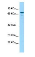 GRHL2 Antibody - GRHL2 antibody Western Blot of Rat Stomach.  This image was taken for the unconjugated form of this product. Other forms have not been tested.