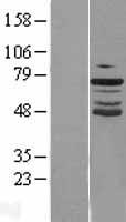GRHL2 Protein - Western validation with an anti-DDK antibody * L: Control HEK293 lysate R: Over-expression lysate