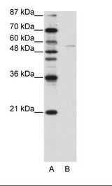 GRHL3 Antibody - A: Marker, B: HepG2 Cell Lysate.  This image was taken for the unconjugated form of this product. Other forms have not been tested.