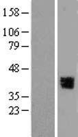 GRHL3 Protein - Western validation with an anti-DDK antibody * L: Control HEK293 lysate R: Over-expression lysate