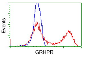 GRHPR / Glyoxylate Reductase Antibody - HEK293T cells transfected with either overexpress plasmid (Red) or empty vector control plasmid (Blue) were immunostained by anti-GRHPR antibody, and then analyzed by flow cytometry.