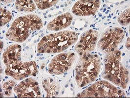 GRHPR / Glyoxylate Reductase Antibody - IHC of paraffin-embedded Human Kidney tissue using anti-GRHPR mouse monoclonal antibody.