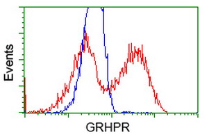 GRHPR / Glyoxylate Reductase Antibody - HEK293T cells transfected with either overexpress plasmid (Red) or empty vector control plasmid (Blue) were immunostained by anti-GRHPR antibody, and then analyzed by flow cytometry.