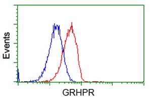 GRHPR / Glyoxylate Reductase Antibody - Flow cytometric Analysis of Hela cells, using anti-GRHPR antibody, (Red), compared to a nonspecific negative control antibody, (Blue).