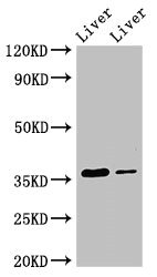 GRHPR / Glyoxylate Reductase Antibody - Western Blot Positive WB detected in:Rat liver tissue,Mouse liver tissue All Lanes:GRHPR antibody at 3.5µg/ml Secondary Goat polyclonal to rabbit IgG at 1/50000 dilution Predicted band size: 36,28 KDa Observed band size: 36 KDa