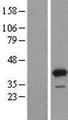GRHPR / Glyoxylate Reductase Protein - Western validation with an anti-DDK antibody * L: Control HEK293 lysate R: Over-expression lysate