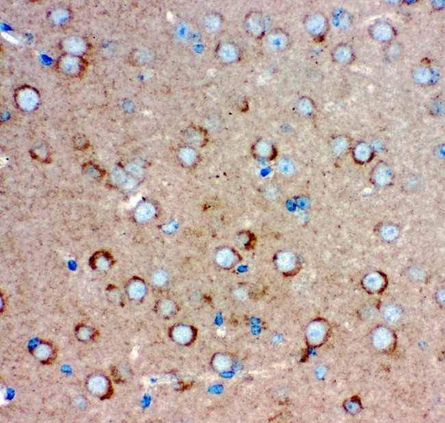 GRIA1 / GLUR1 Antibody - GRIA1 antibody IHC-paraffin: Mouse Brain Tissue.