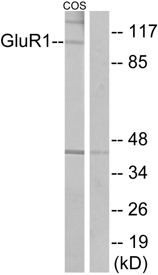 GRIA1 / GLUR1 Antibody - Western blot analysis of lysates from COS7 cells, using GluR1 Antibody. The lane on the right is blocked with the synthesized peptide.