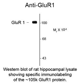 GRIA1 / GLUR1 Antibody