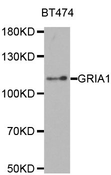 GRIA1 / GLUR1 Antibody - Western blot analysis of extracts of BT474 cell line, using GRIA1 antibody.