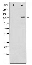 GRIA1 / GLUR1 Antibody - Western blot of GluR1 expression in COS7 whole cell lysates,The lane on the left is treated with the antigen-specific peptide.
