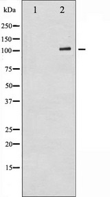 GRIA1 / GLUR1 Antibody - Western blot analysis of GluR1 expression in COS7 whole cells lysates. The lane on the left is treated with the antigen-specific peptide.