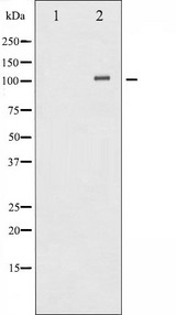 GRIA1 / GLUR1 Antibody - Western blot analysis of GluR1 phosphorylation expression in PMA treated HeLa whole cells lysates. The lane on the left is treated with the antigen-specific peptide.