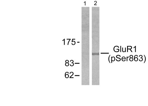 GRIA1 / GLUR1 Antibody - Western blot analysis of extracts from HeLa cells treated with PMA (125ng/ml, 30mins), using GluR1 (phospho-Ser863) antibody (Line 1 and 2).