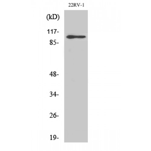 GRIA2 / GLUR2 Antibody - Western blot of GluR-2 antibody