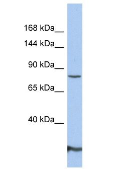 GRIA2 / GLUR2 Antibody - GRIA2 / GLUR2 antibody Western Blot of THP-1. Antibody dilution: 1 ug/ml.  This image was taken for the unconjugated form of this product. Other forms have not been tested.