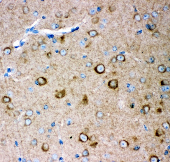 GRIA2 / GLUR2 Antibody - GRIA2 antibody IHC-paraffin: Mouse Brain Tissue.