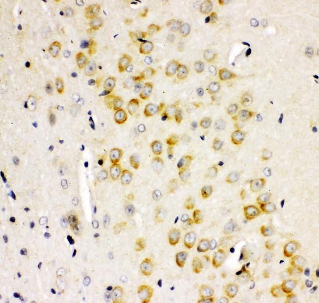 GRIA2 / GLUR2 Antibody - GRIA2 antibody IHC-paraffin: Rat Brain Tissue.