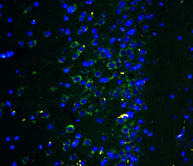 GRIA2 / GLUR2 Antibody - IF analysis of GRIA2 using anti-GRIA2 antibody GRIA2 was detected in paraffin-embedded section of mouse brain tissues. Heat mediated antigen retrieval was performed in citrate buffer (pH6, epitope retrieval solution ) for 20 mins. The tissue section was blocked with 10% goat serum. The tissue section was then incubated with 2µg/mL rabbit anti-GRIA2 Antibody overnight at 4°C. Biotin conjugated goat anti-rabbit IgG was used as secondary antibody and incubated for 30 minutes at 37°C. The tissue section was developed using DyLight®488 Conjugated Avidin (BA1128). The section was counterstained with DAPI. Visualize using a fluorescence microscope and filter sets appropriate for the label used.