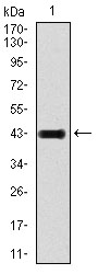 GRIA2 / GLUR2 Antibody - Western blot using GRIA2 monoclonal antibody against human GRIA2 recombinant protein. (Expected MW is 43 kDa)