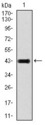 GRIA2 / GLUR2 Antibody - Western blot using GRIA2 monoclonal antibody against human GRIA2 recombinant protein. (Expected MW is 43 kDa)